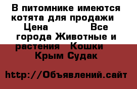 В питомнике имеются котята для продажи › Цена ­ 30 000 - Все города Животные и растения » Кошки   . Крым,Судак